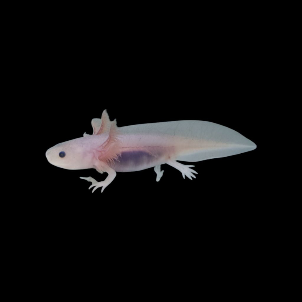 Axolotl
