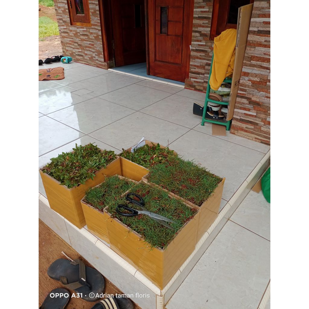 jual rumput makam/rumput Jepang paket satu makam