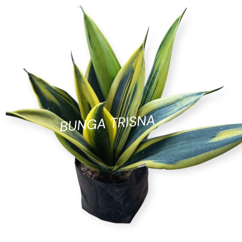 Tanaman sensivera golden flame