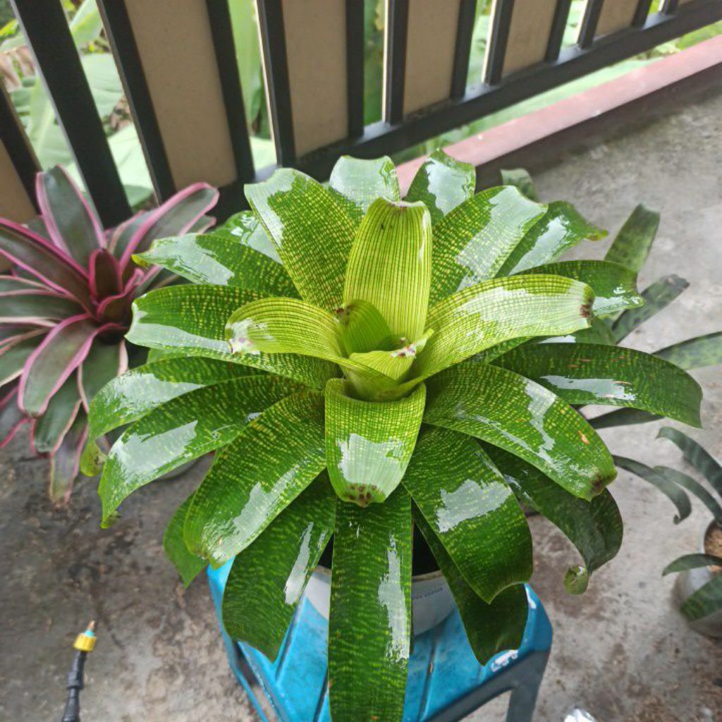 Bromelia Vriesea Fenestralis