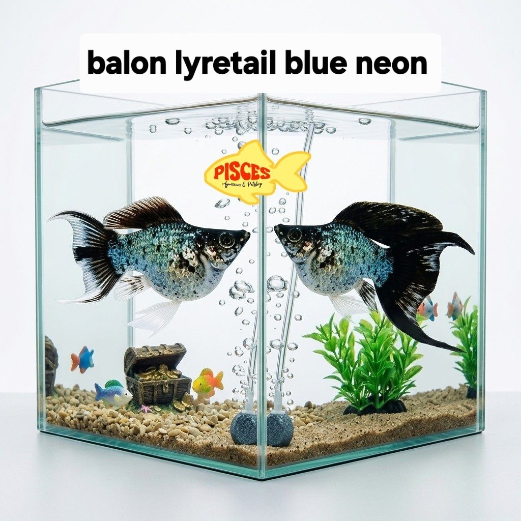 Ikan hias Molly Blue Neon Lyretail Balloon | Ikan Hias Air Tawar Cantik & Mudah Dipelihara