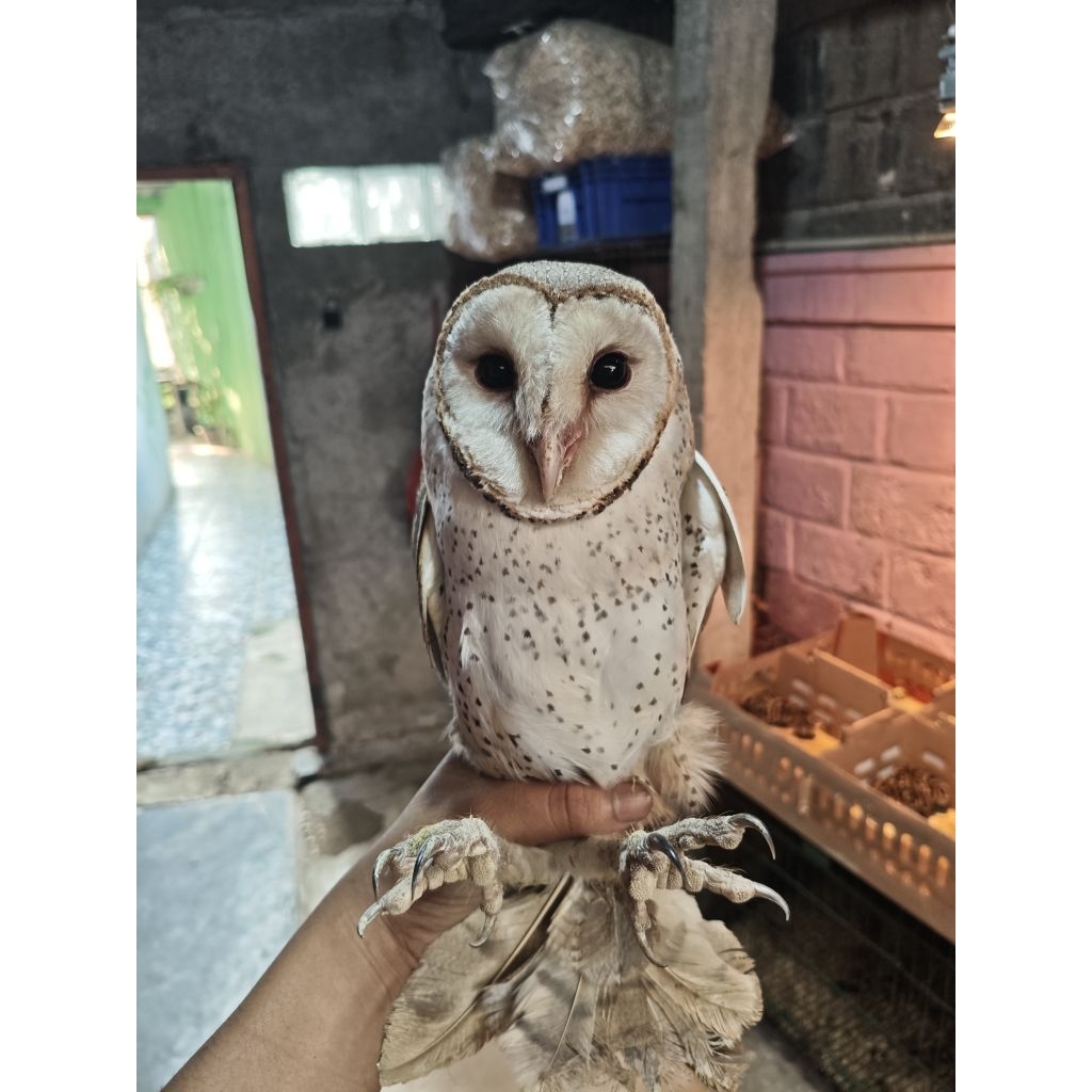TYTO ALBA/BARN OWL/BURUNG HANTU SERAK JAWA