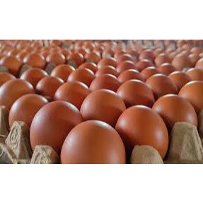 Telur ayam negeri PAITON PROBOLINGGO 1KG,1KG+1/4 DAN 2KG