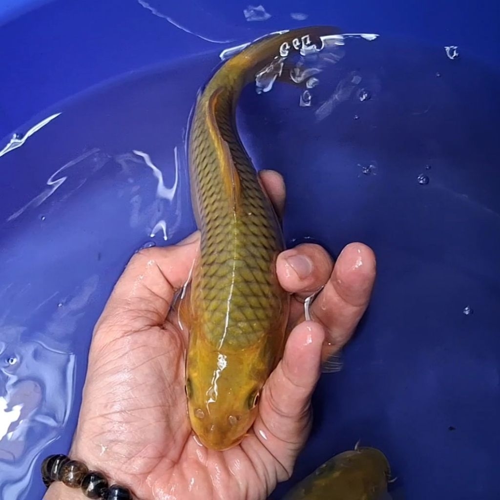 Ikan Koi Jakarta kode Chagoi / Rumah Koi Jakarta / kode 003