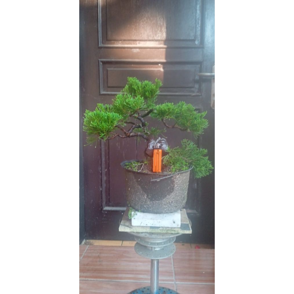 Bonsai Sinensis/Cinensis