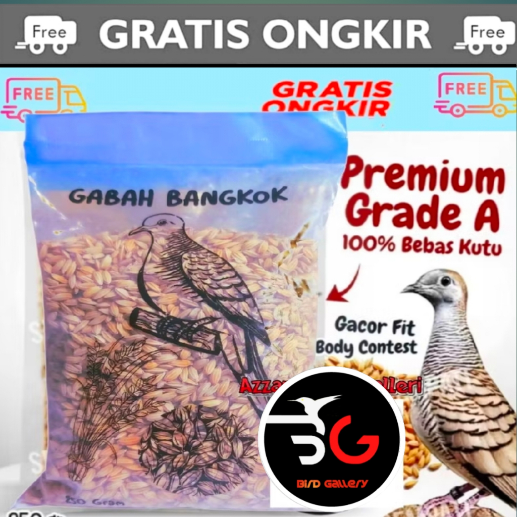 GABAH BANGKOK GABAH PERKUTUT  BANGKOK 250 GR PAKAN BURUNG PERKUTUT