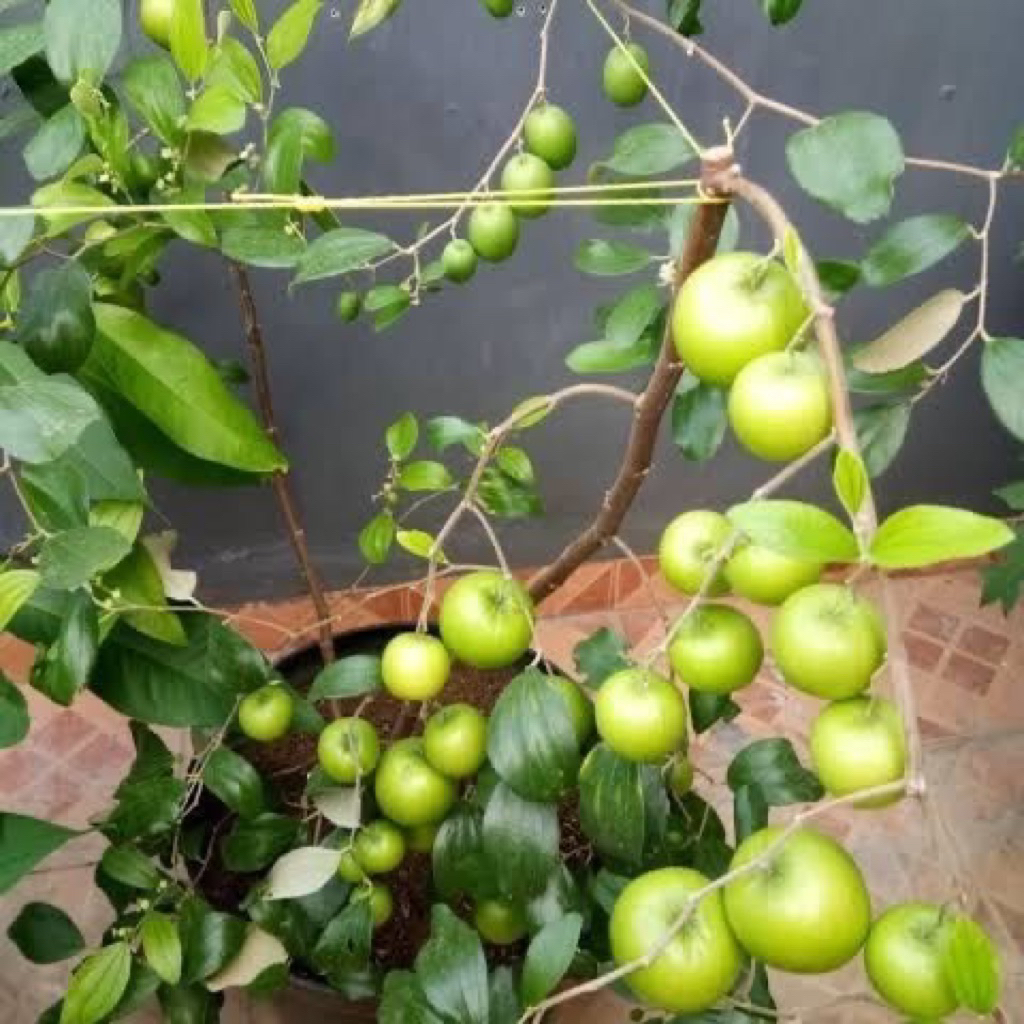 Bibit Apel Futsa/Anna Malang Manis
