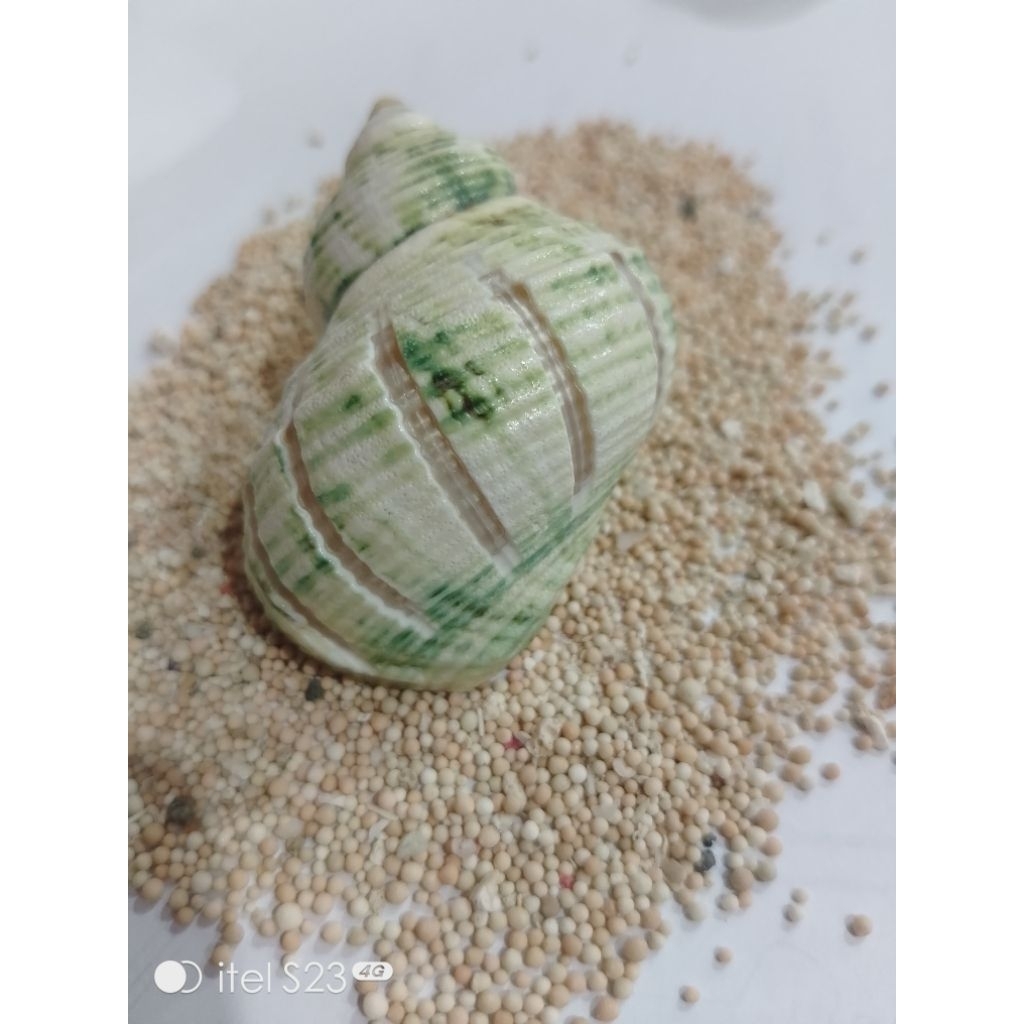 kerang turbo hijau garis rumah kelomang jumbo