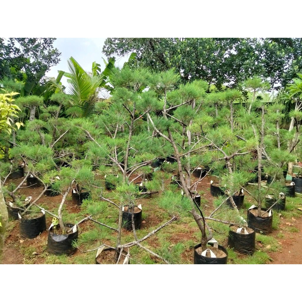 Bahan bonsai Taman cemara udang//Tanaman cemara udang//pohon Taman