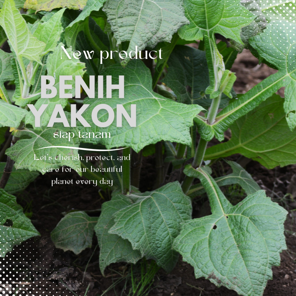 4 benih ubi yakon siap tanam/bibit umbi yacon asli / yacon manis