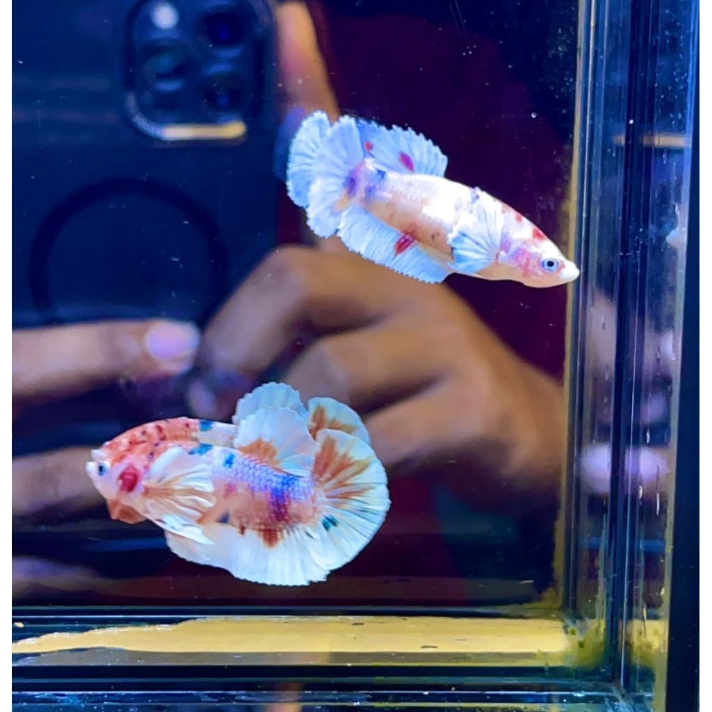 1 pasang Ikan Cupang Dumbo Ear Dewasa - Warna Multicolor