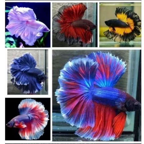 CUPANG HALFMOON/BETTA HALFMOON
