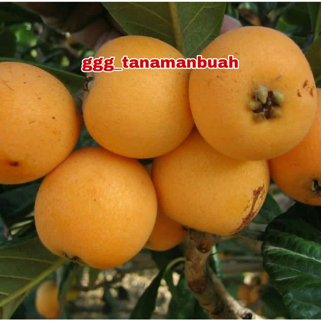 Bibit Leci Kuning Buah Leci Siap Berbuah Super