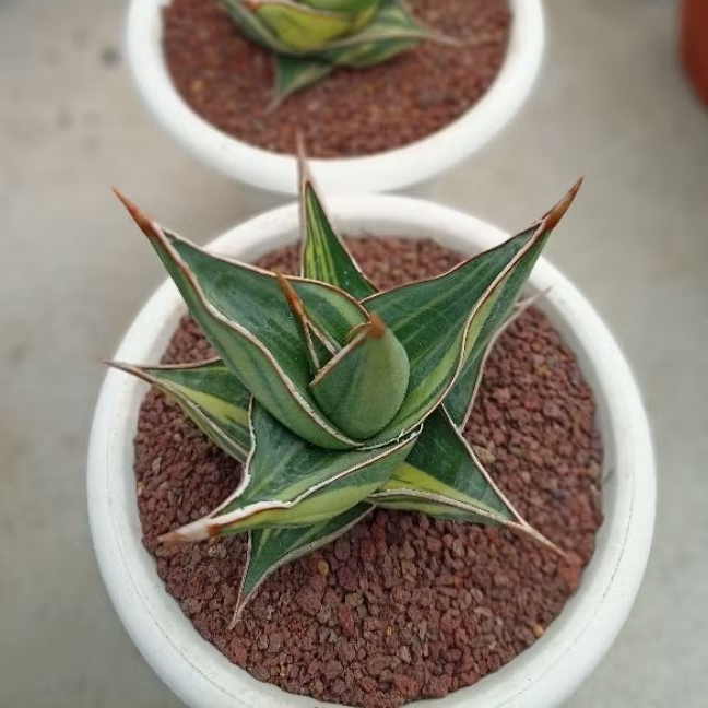 Sansevieria Pinguicula Varigata
