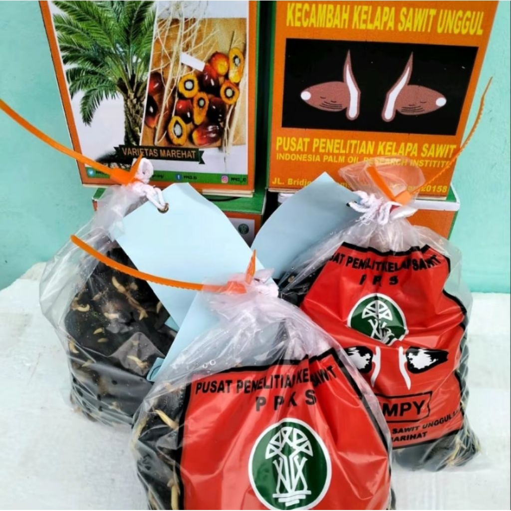 Benih kelapa sawit ppks marehat dumpy