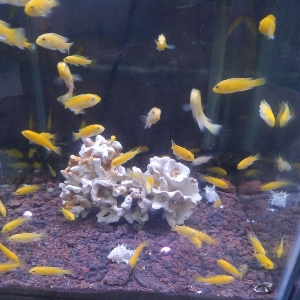 ikan lemon ikan hias jenis lemon khusus instan