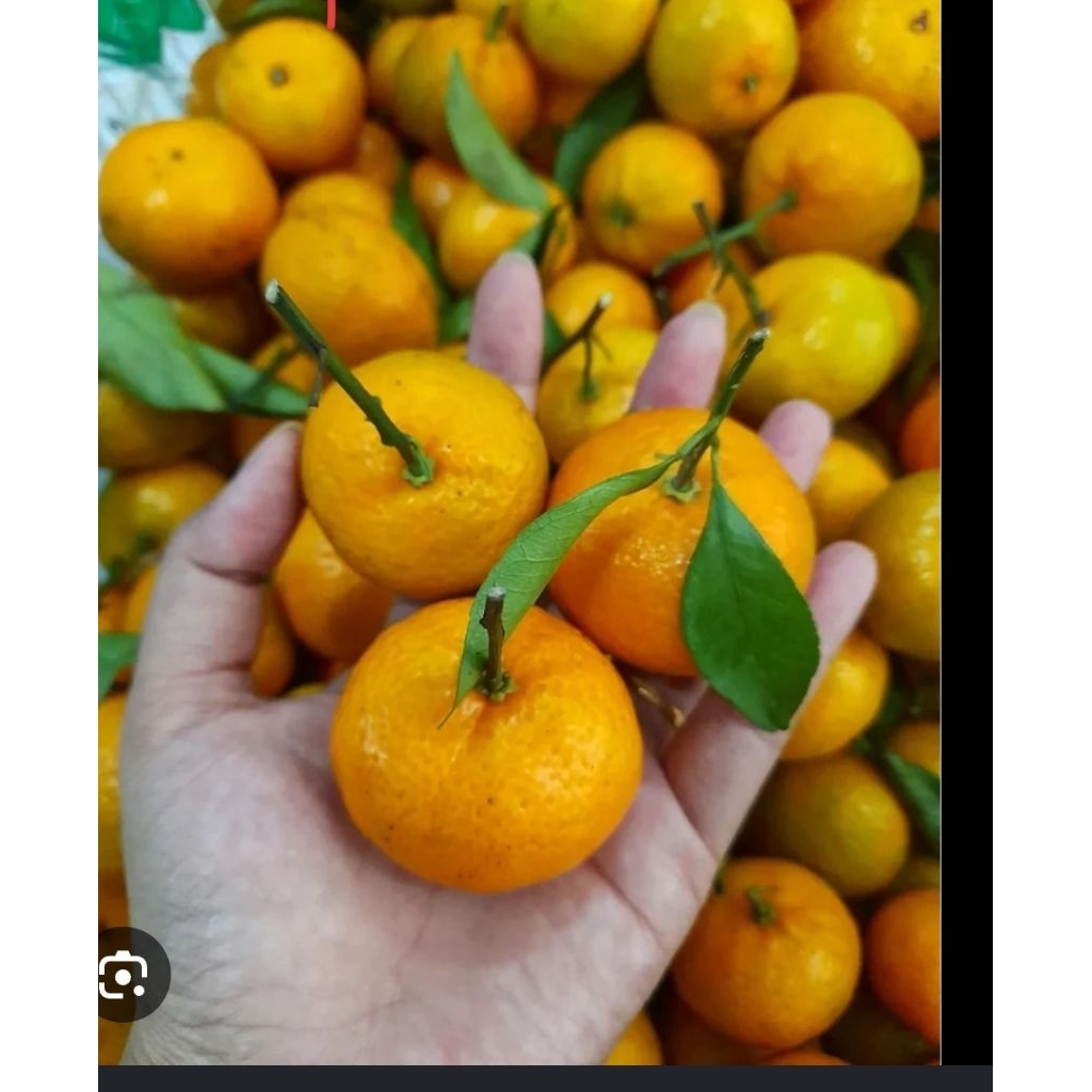 bibit buah Santang madu cangkok tinggi +-30cm