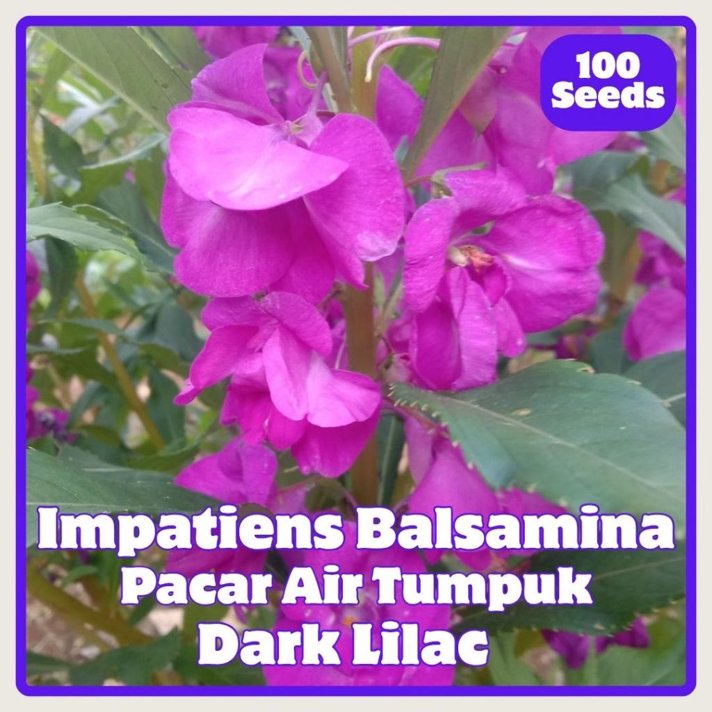 100 Benih Bunga Pacar Air Tumpuk Dark Lilac