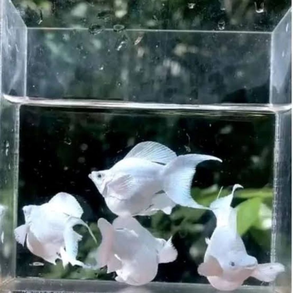 Ikan hias molly platinum Cawang Jumbo indukan