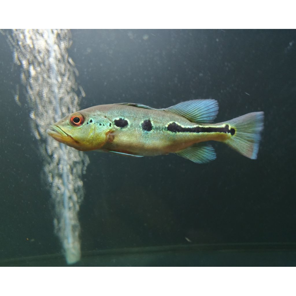 Pbass Orinoco Oreo Spot Size 10 cm PELET