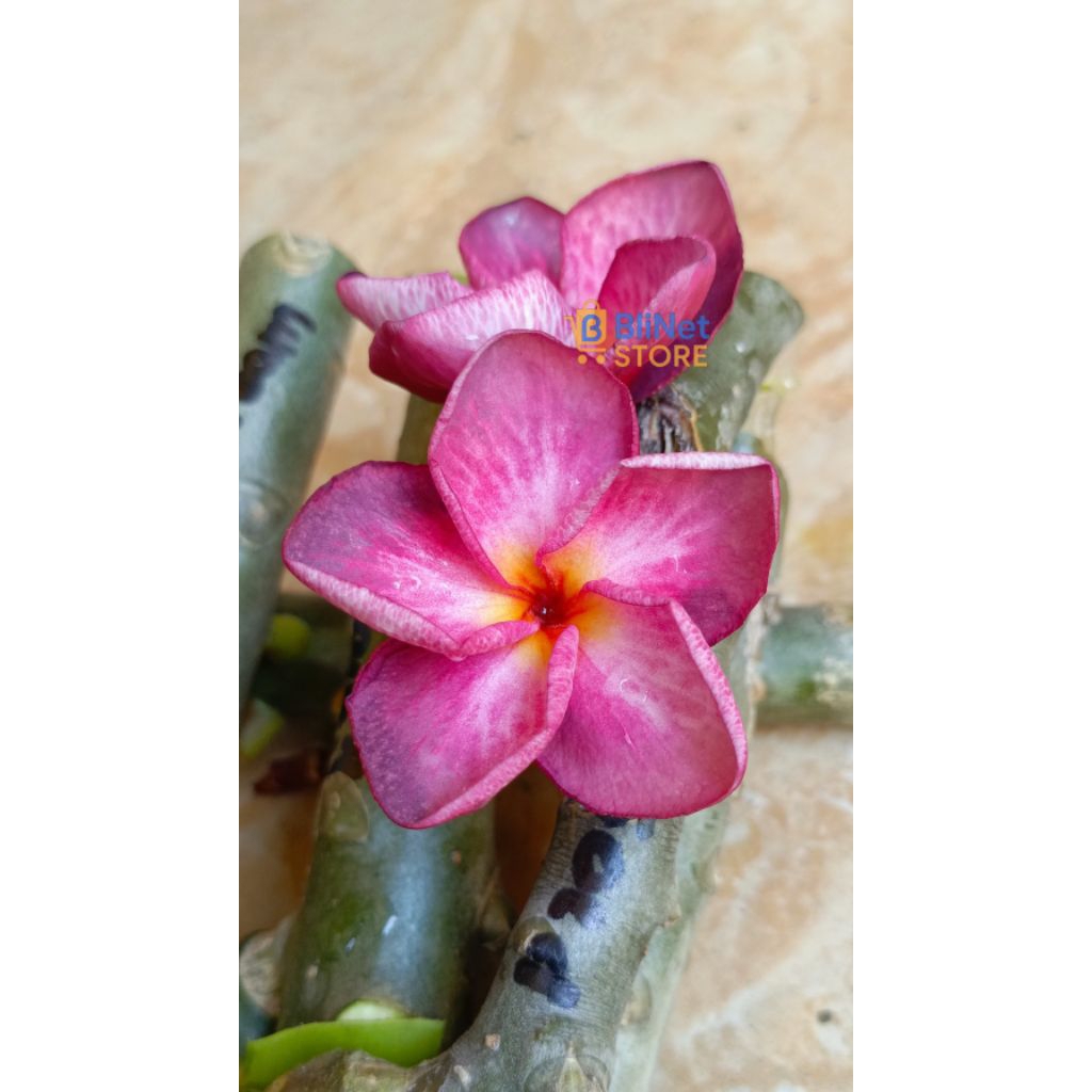 Bunga LADY BARBIE Plumeria - Tanaman Jepun Kamboja Frangipani BALI