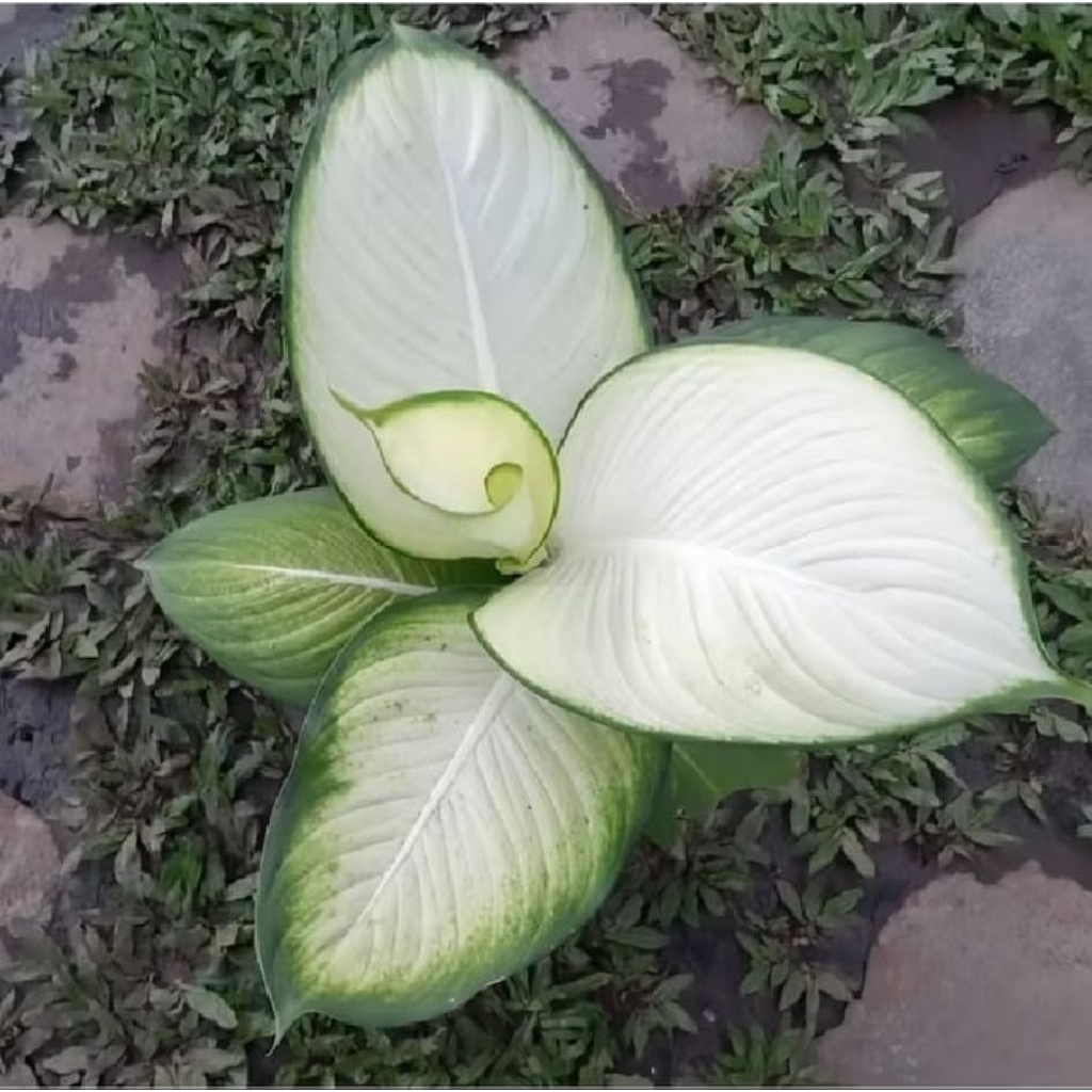 Tanaman Hias Aglonema Diven Tisu Aglonema Diven Tisu Siap Tanam