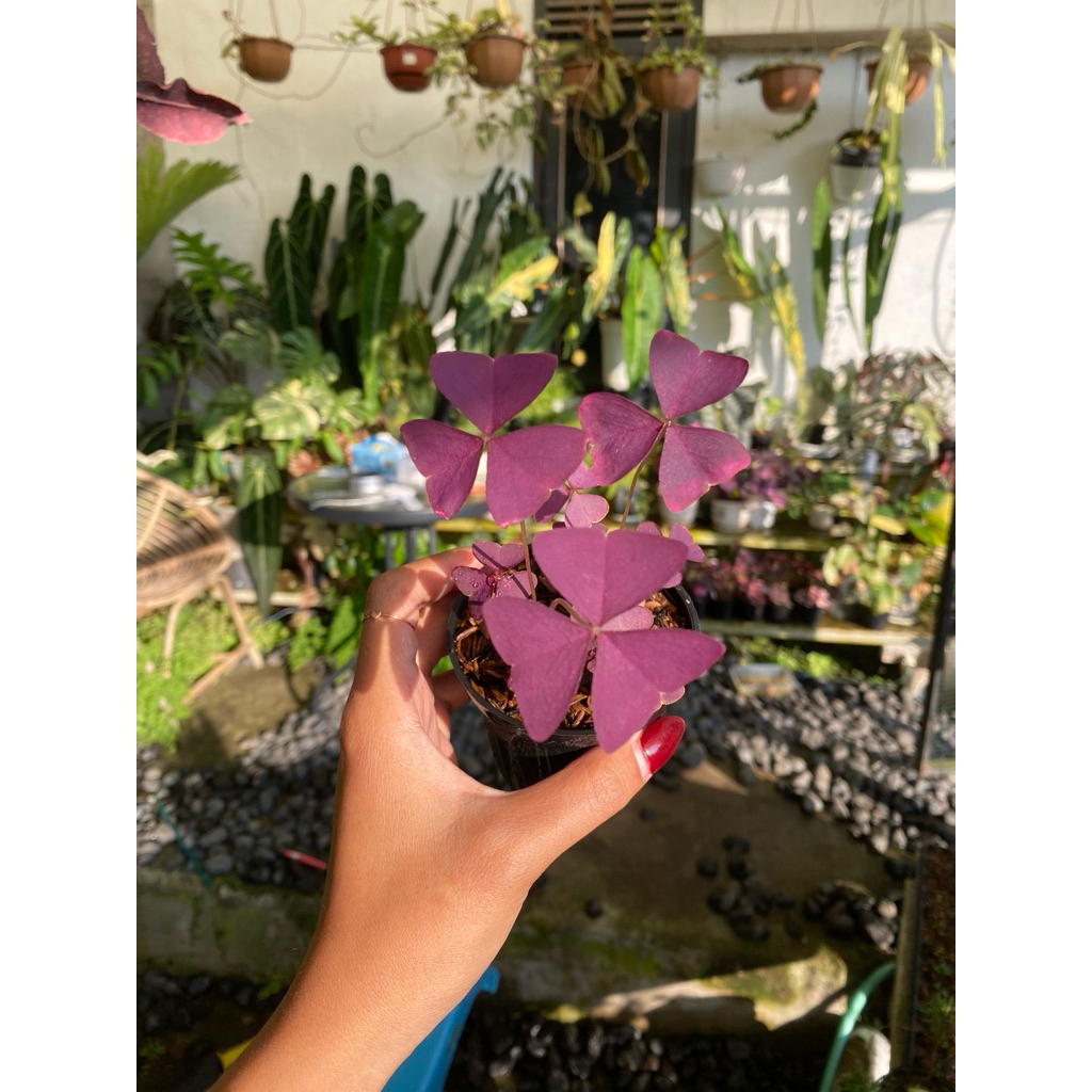 oxalis triangularis