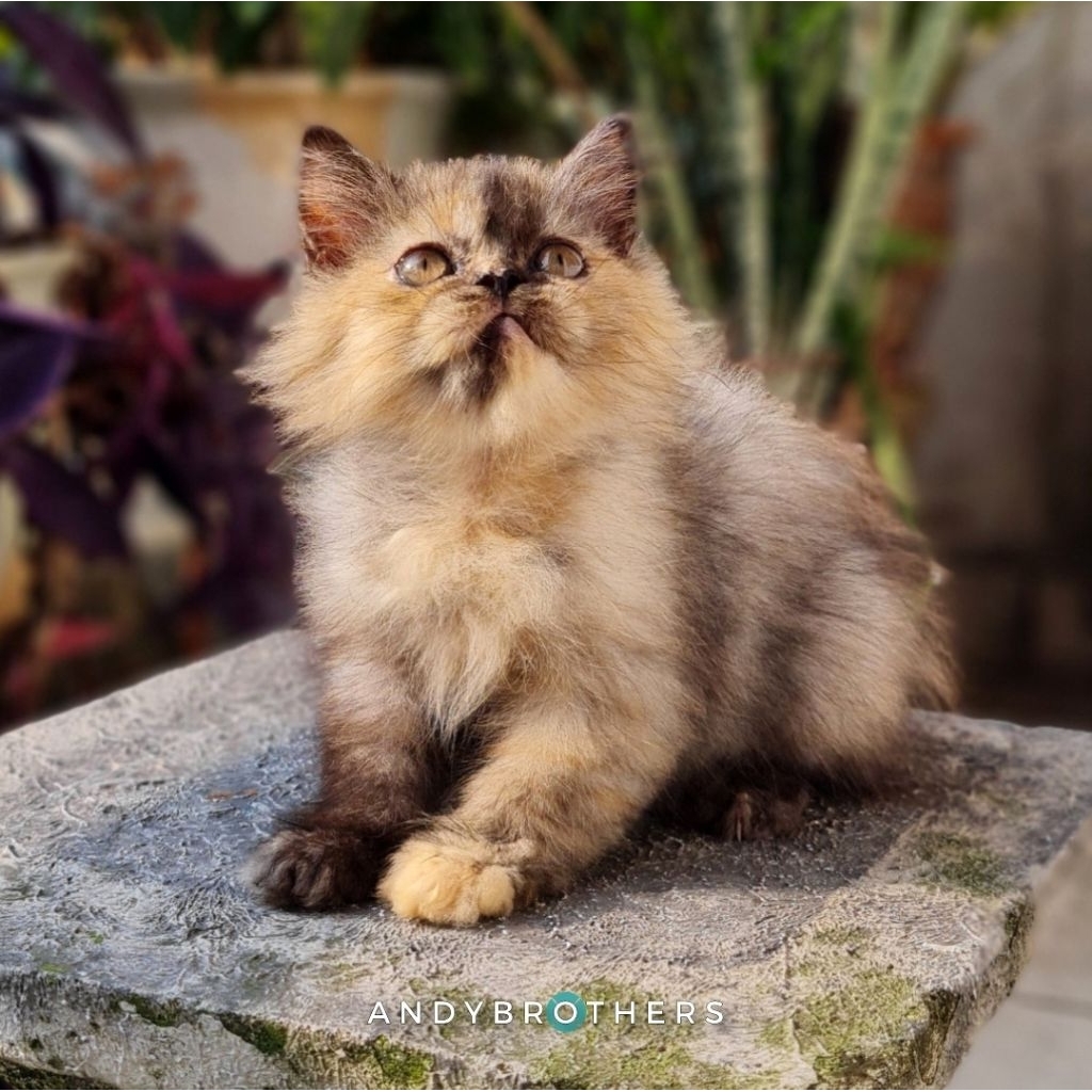 LEPAS ADOPSI Kucing Kitten Persia Flatnose x Peaknose Longhair Tortie - BETINA