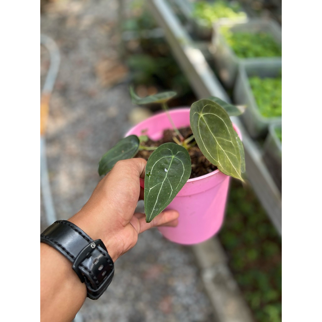anthurium forgetii