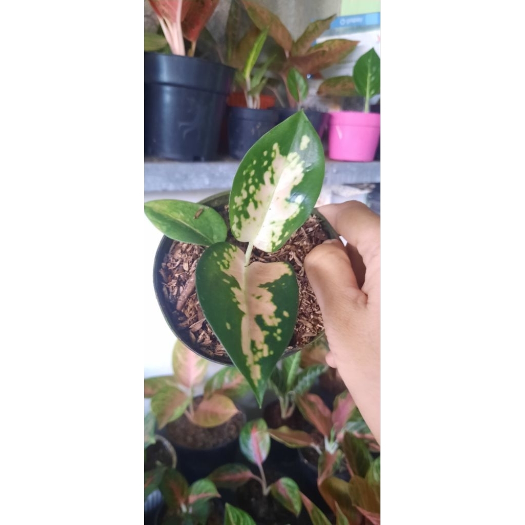 Aglonema Suksom White