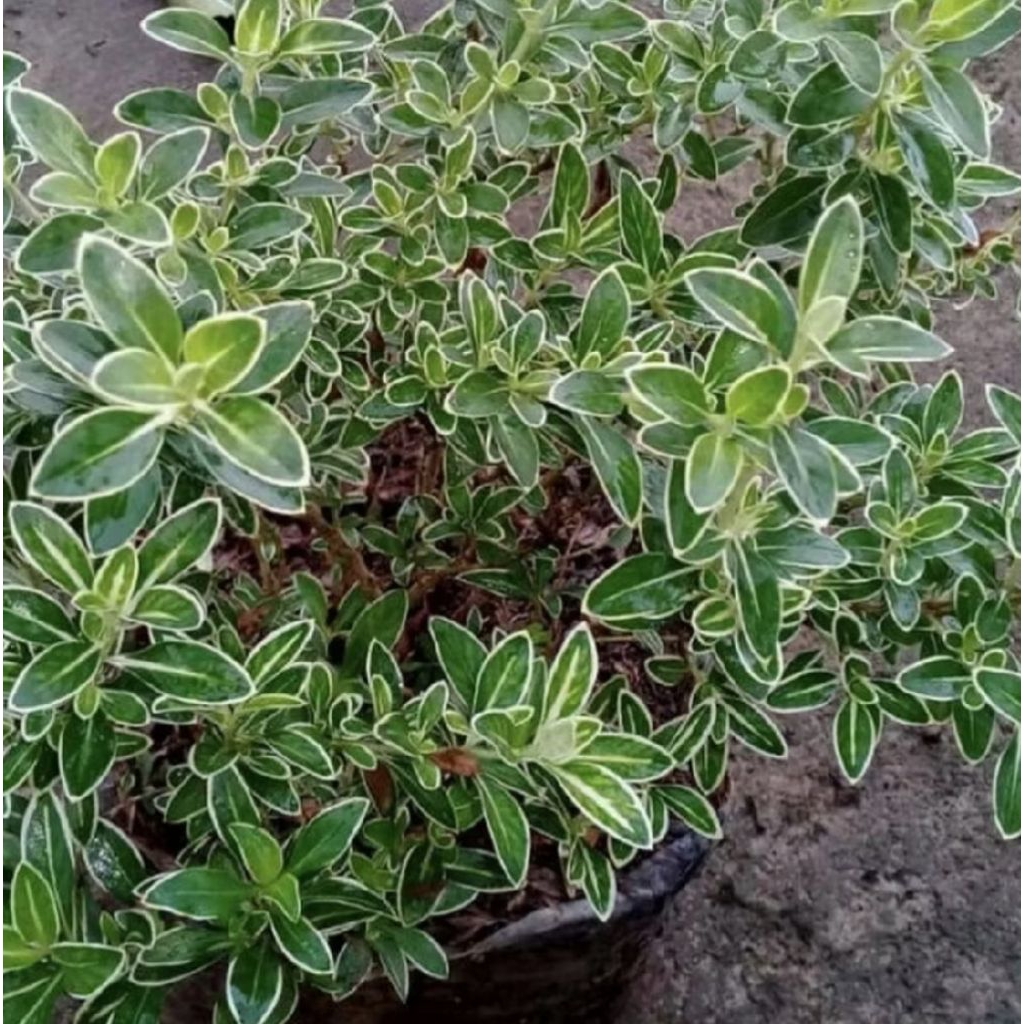 Pohon Mirten Varigata/ Tanaman Mirten Varigata/ Tanaman Hias Mirten Varigata/ Bahan Bonsai Mirten Va