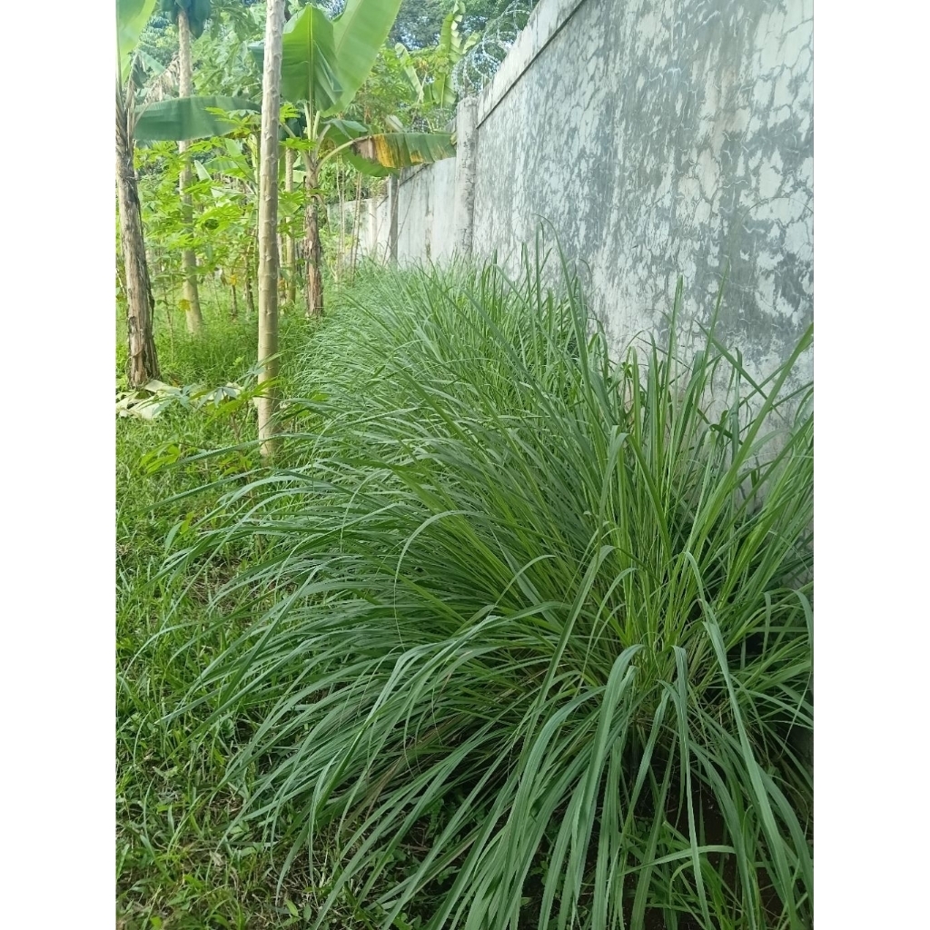 sereh segar