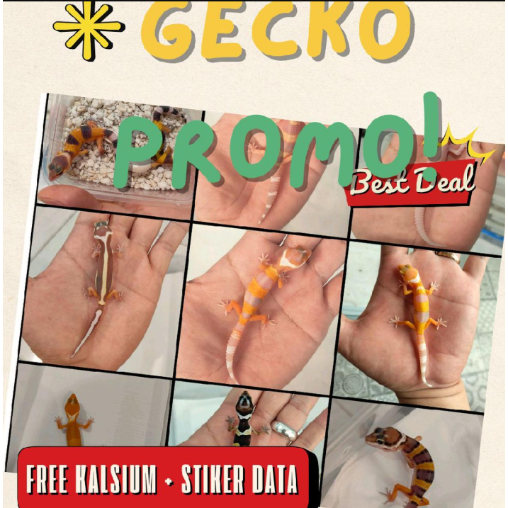 Baby Leopard Gecko PROMO, Limited Stock