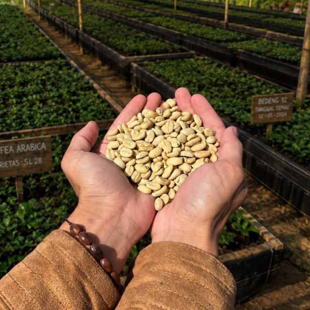 Benih Kopi Arabika Gayo Siap Semai | Bibit Varietas Ateng
