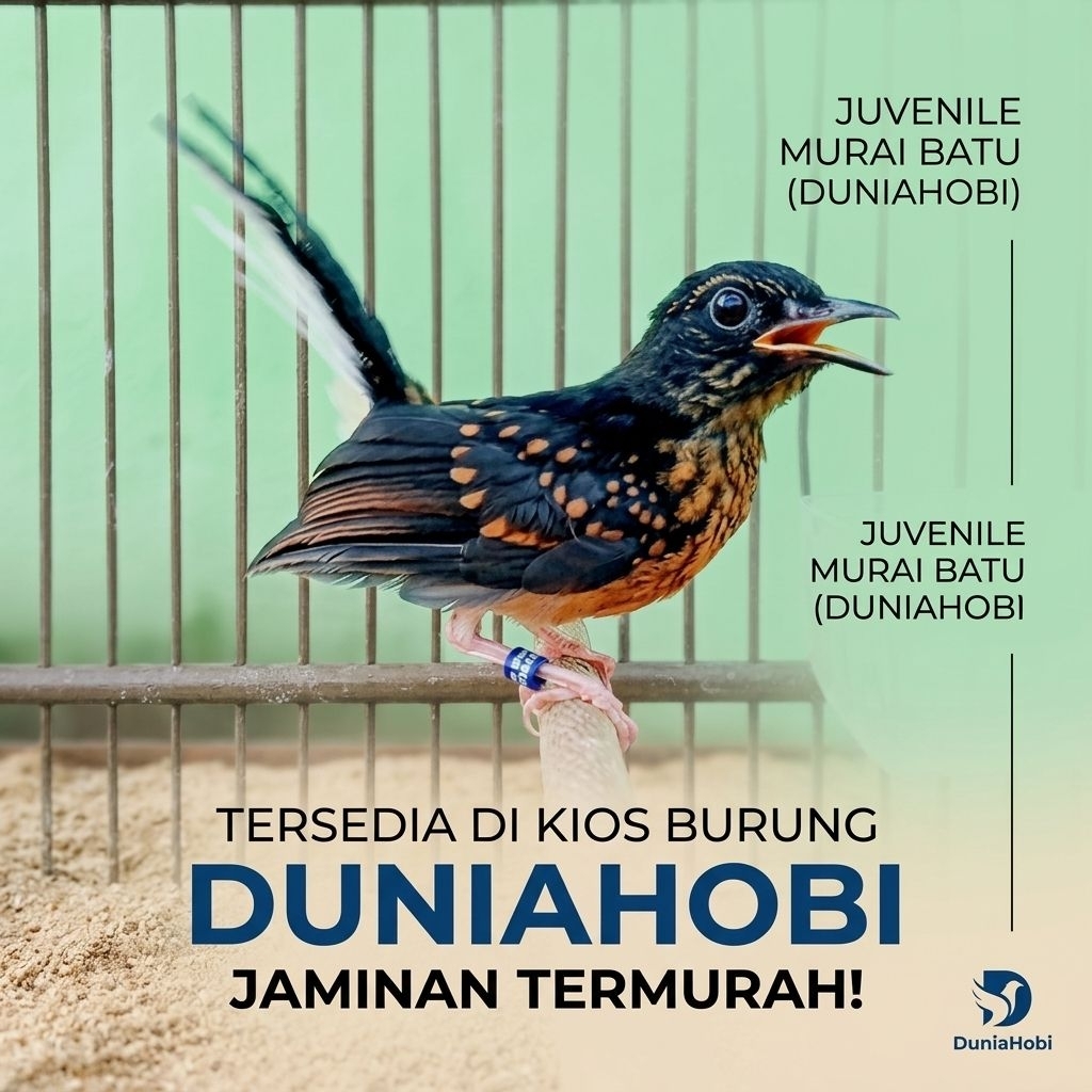 Murai Trotol Jantan Trah Prestasi