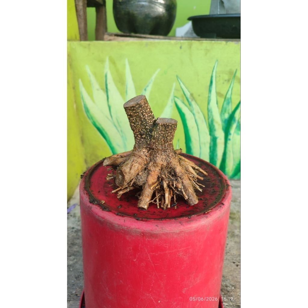 bonsai Anting putri prokar bogel