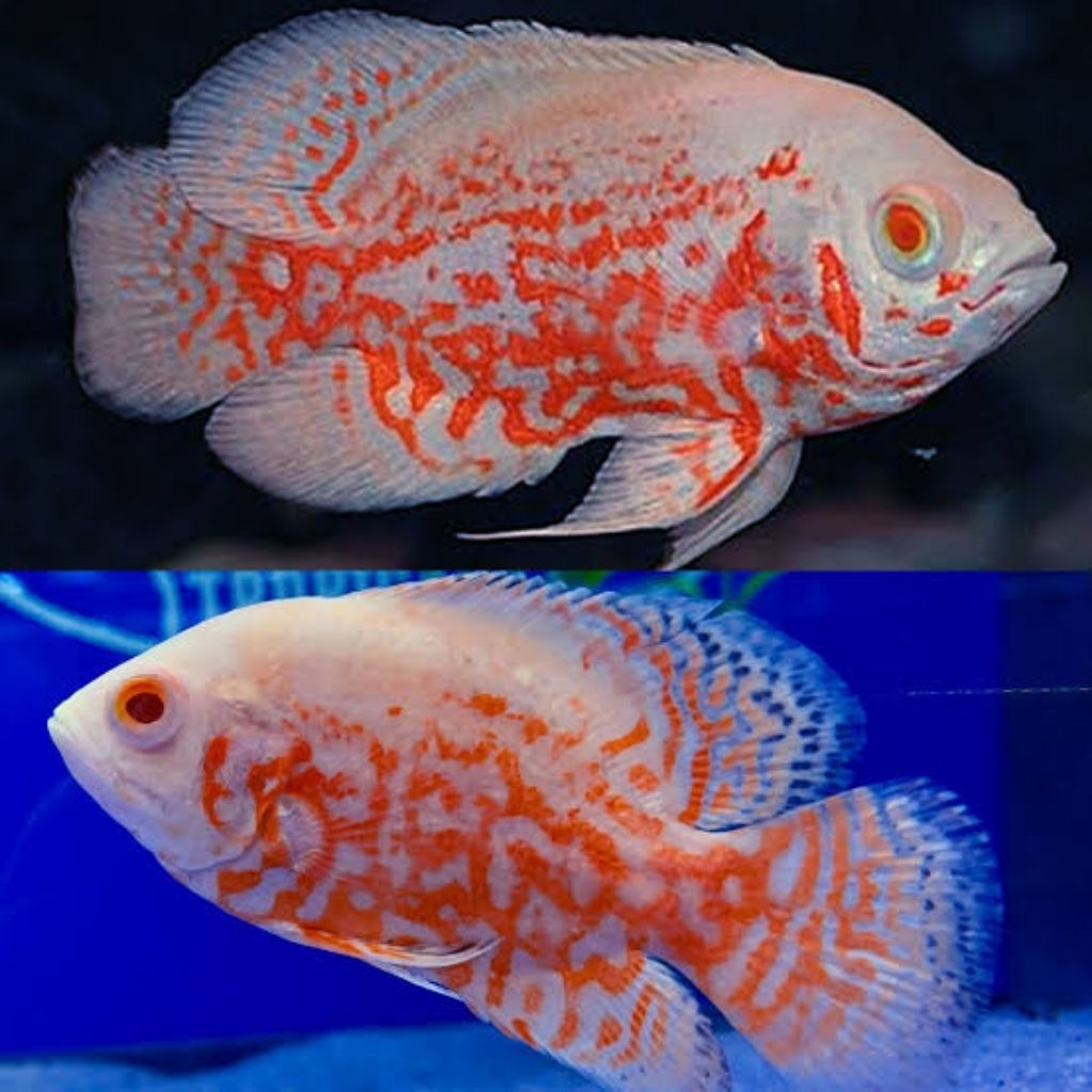 Oscar Tiger albino size 4 jari