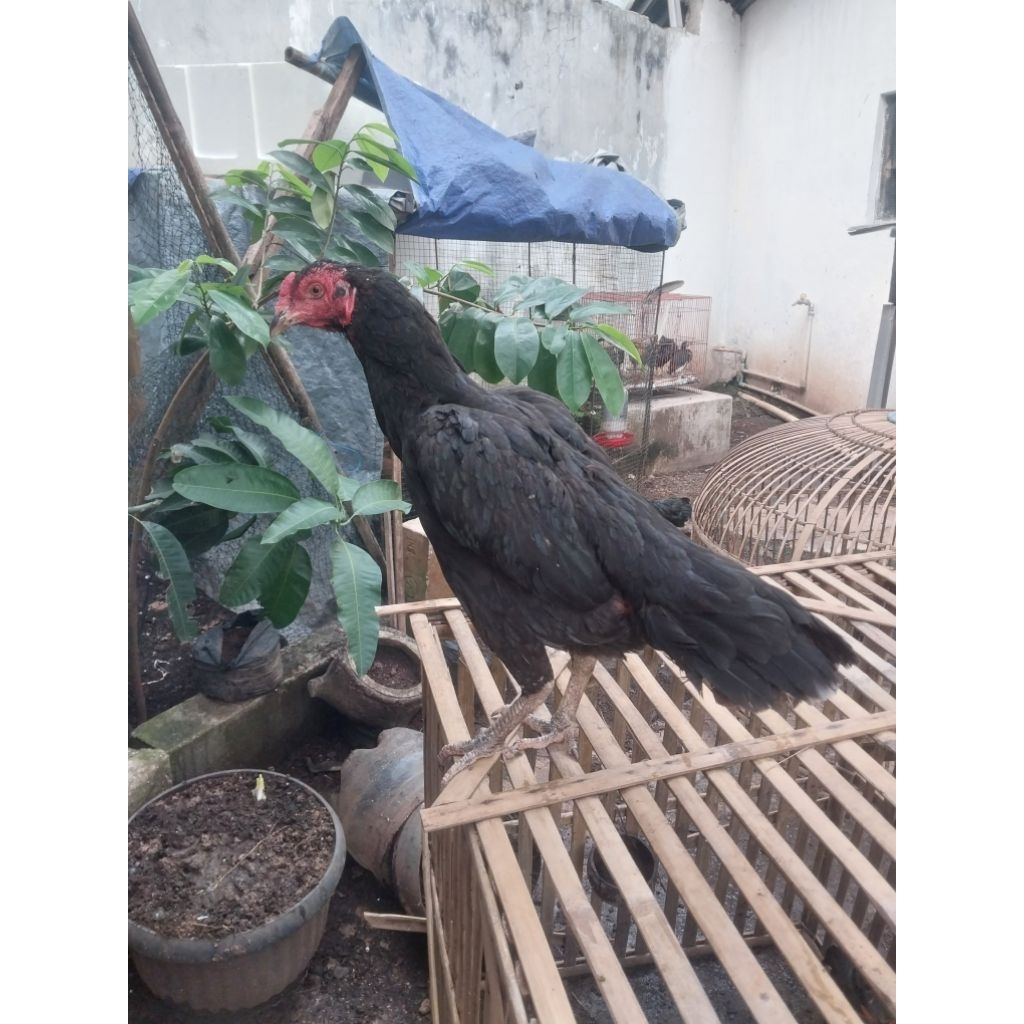 Ayam betina bk klasik