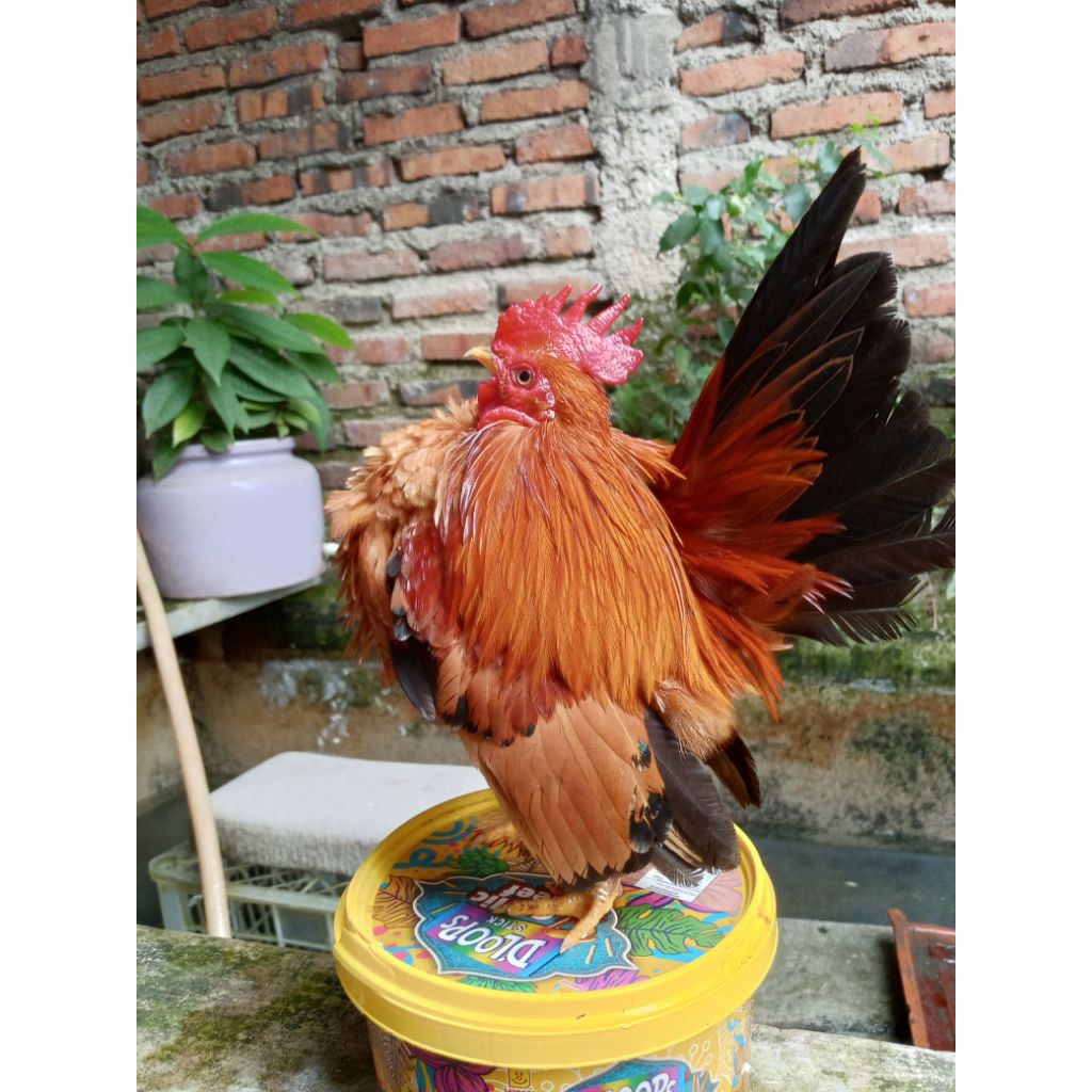 ayam serama jantan selam