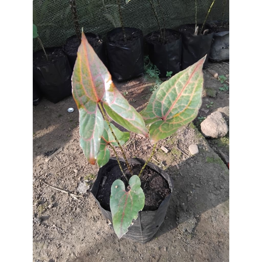 tanaman hias bunga  alokasia black jack
