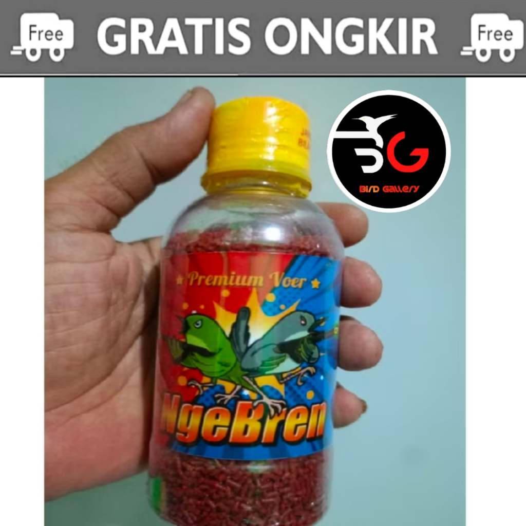 VOER NGEBREN EBOD JAYA VOER BURUNG PLECI VOER PLECI