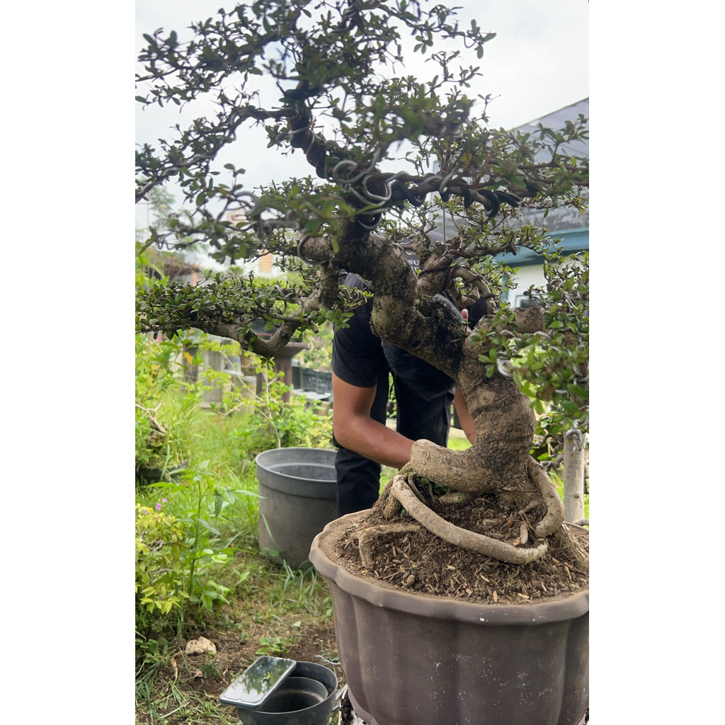 bonsai bucida jav
