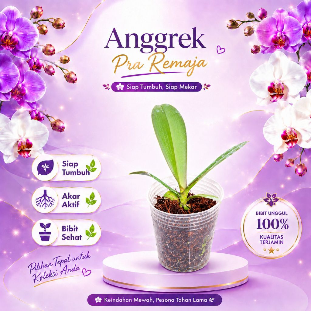 ANGGREK BULAN (PRA - REMAJA) Hybrid Usia 5 - 8 bulan