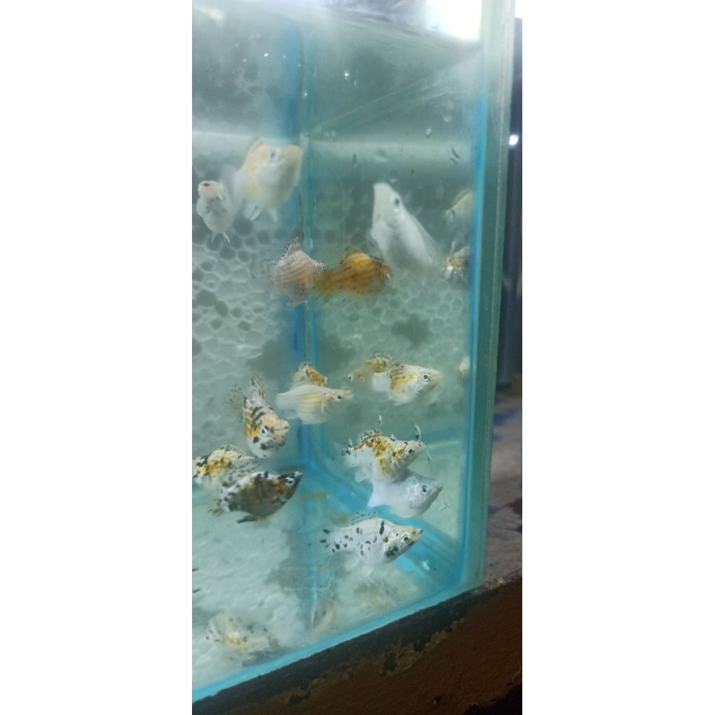 Ikan Molly Calico balon