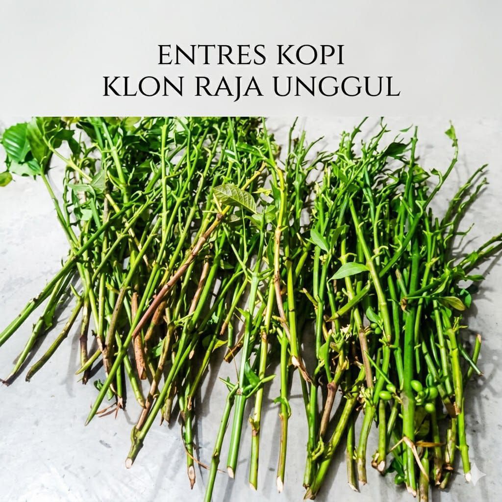 Entres kopi klon Bagio super