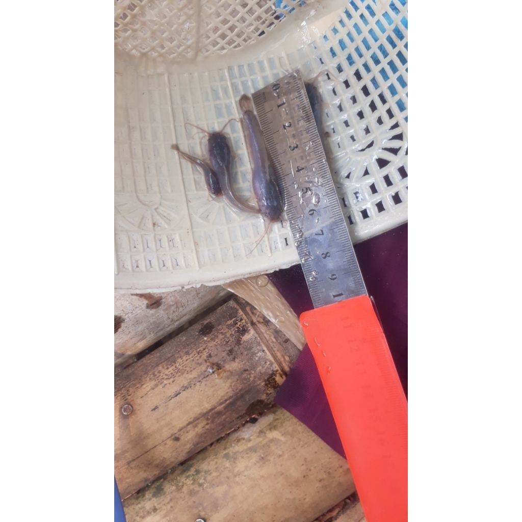 bibit lele ukuran 6-7 cm lele sangkuriang