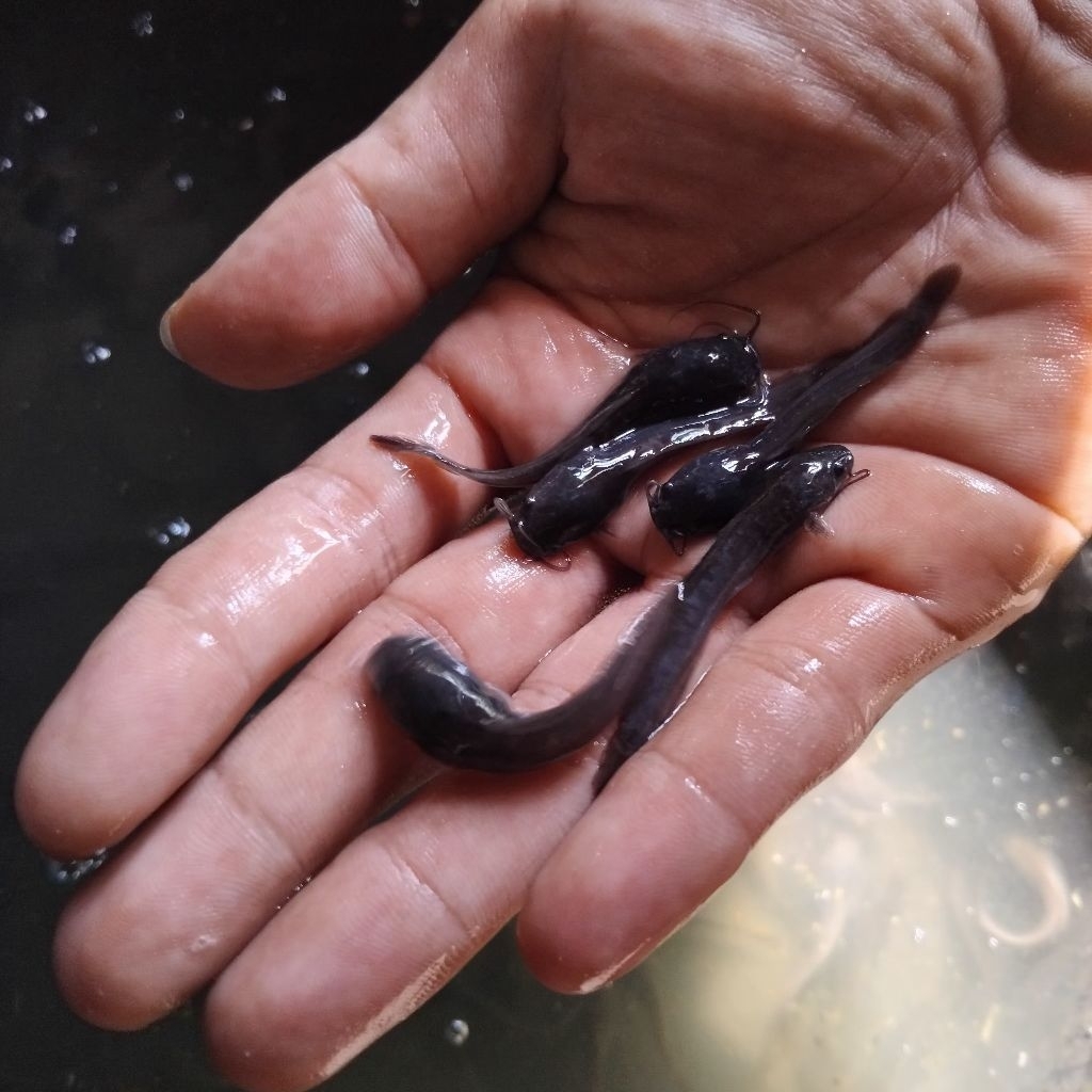 Bibit Ikan Lele isi 100 ekor ukuran 4-5cm paketan 100 ekor Benih Lele Sangkuriang