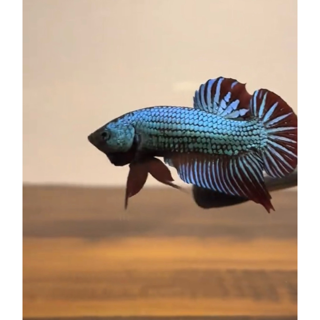 Cupang wild betta alien green hijau