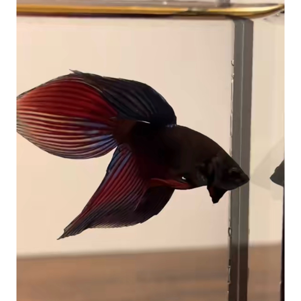 Cupang veiltail emerald