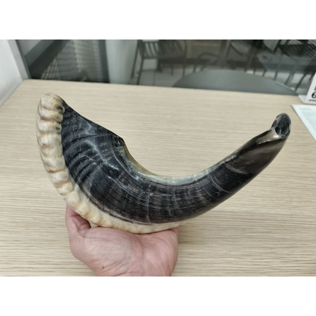 Shofar tanduk domba jantan